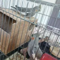 یه جفت پرنده عروس هلندی