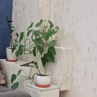 استخدام نیروی خانم خدماتی