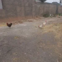 خروس و اردک