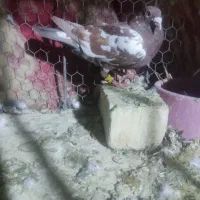 جفت کبوتر میلیومنز سرخ