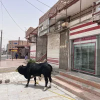 کشتار گوساله زهک