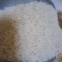 ۳۰۰ کیلو برنج کشت دوم