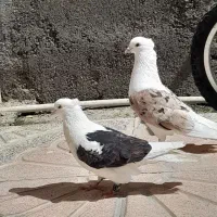 کبوتر