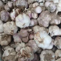 سیر الموت