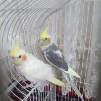 یه جفت عروس هلندی بالغ باقفس