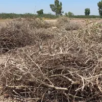 چوب پسته جهت خرد کردن