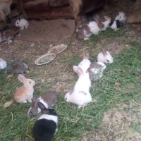 فروش بچه خرگوش مینیاتوری