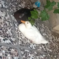 اردک