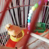 قناری جوان  پرتقالی کاکولی