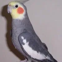 جوجه عروس و جفت