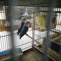 کوتوله بالغ