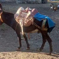 الاغ نر جوان