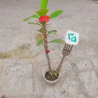 گل گل گل گل