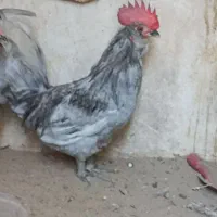 خروس طوسی ریشی