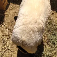 کره چبش بره شیشک چاق
