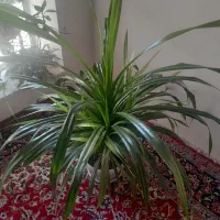 گل مجلسی زیبا