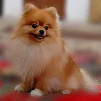 پامرانین نر کشش