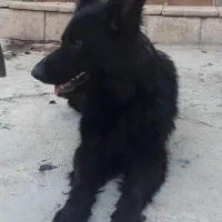 سگ ژرمن شپرد