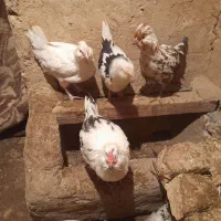 5 عدد مرغ گلین خوشگل