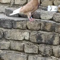 کبوتر