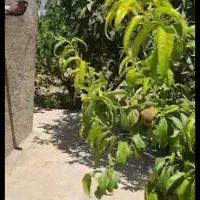 باغ مثمر با آب فراوان
