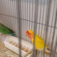 طوطی برزیلی جفت