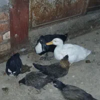 اردک۳ماهه‌نر‌وماده