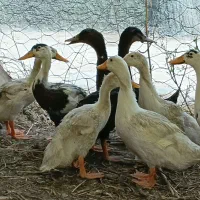۸ عدد اردک پکنی بالغ