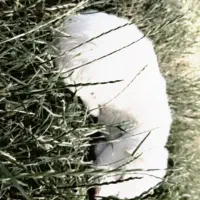 سگ  میکس|سگ|ارومیه, |دیوار