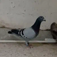 کبوتر گرفتنی