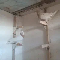 کبوتر سرور