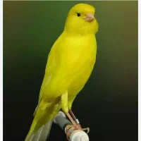قناری محلی