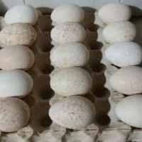 دستگاه جوجه کشی