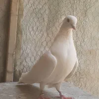 ماده کفتر سفید‌ خال پیس کاکلی چشم‌ سیاه