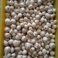 موسیر