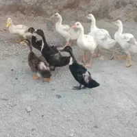 غاز و اردک