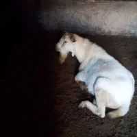 بز نر سانن