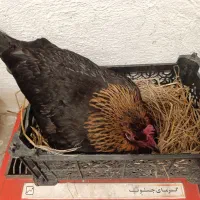 مرغ کرک