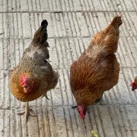 دوعدد مرغ