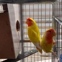 جفت کوتوله زرد صورت هلویی