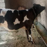 گوساله  نر