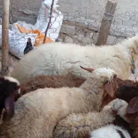 قوچ|حیوانات مزرعه|الشتر, |دیوار