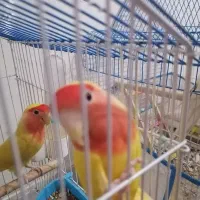 جفت طوطی برزیلی سخنگو