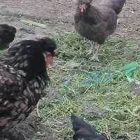 مرغ و خروس