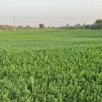 یونجه خشک پرسش شده کبریتی بدون علف
