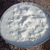 کره گوسفندی