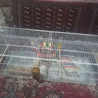 قفس|لوازم جانبی حیوانات|استهبان, |دیوار