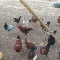 خروس محلی