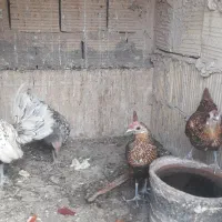 تخم مرغ سبرایت