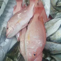 انواع ماهی جنوب صید روز با کمترین قیمت
